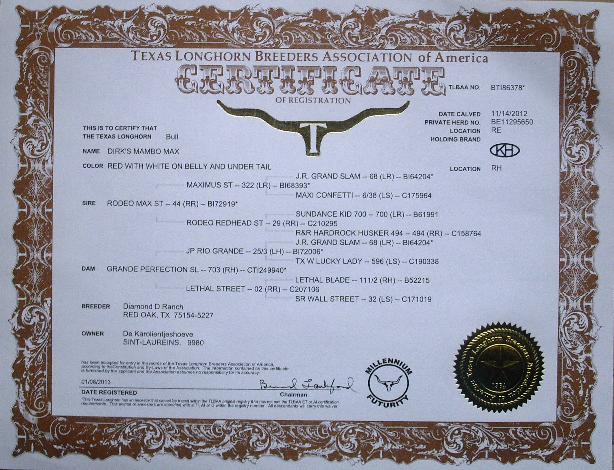 Mambo Max Pedigree