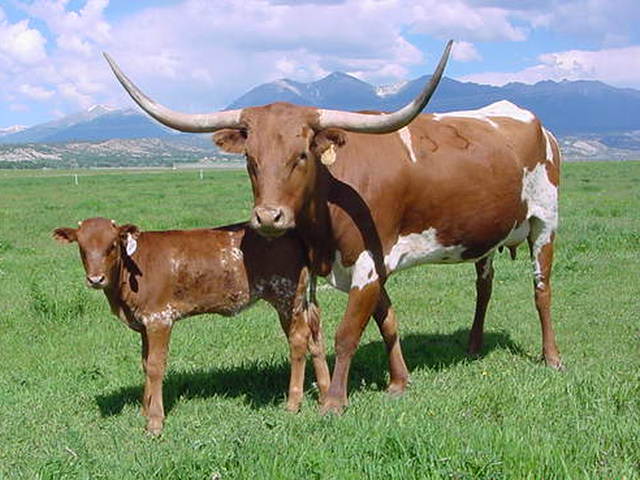 longhorn