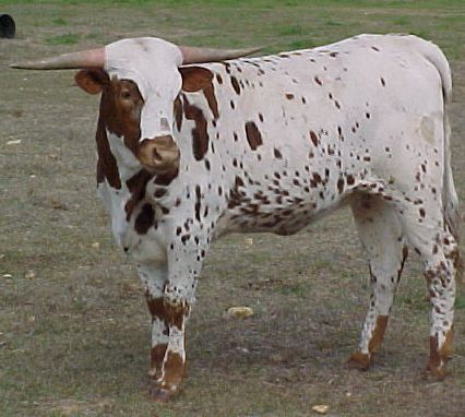 longhorn heifer